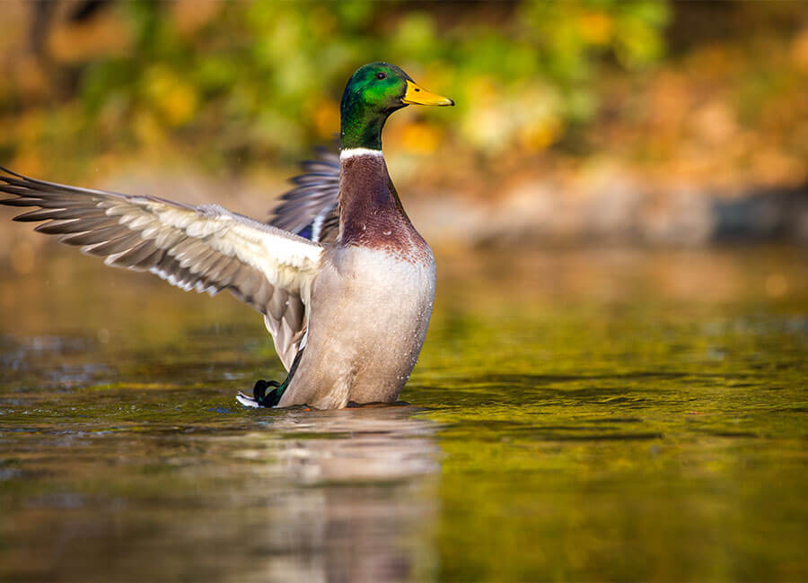 Duck & Canada<br> Goose Hunts