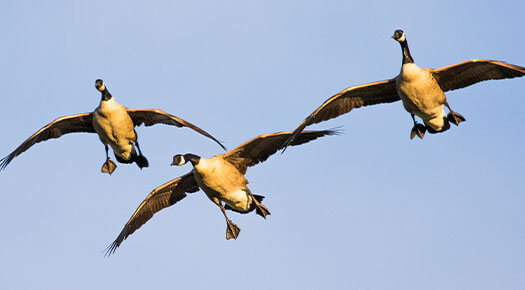 canada geese flying in the sky