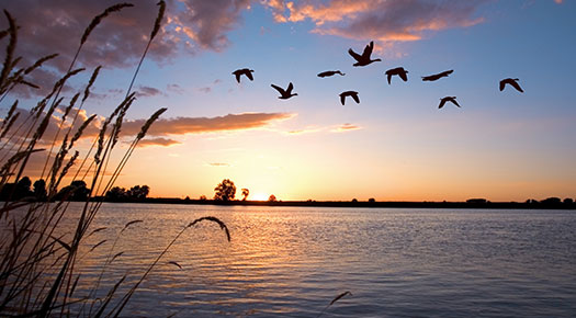 ducks and geese flying over water with a sunset or sunrise