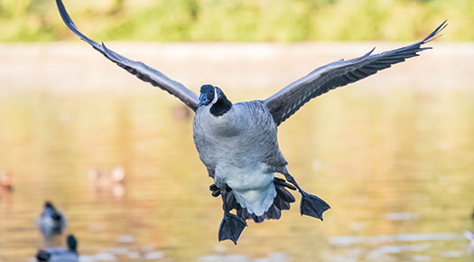 duck flying over water