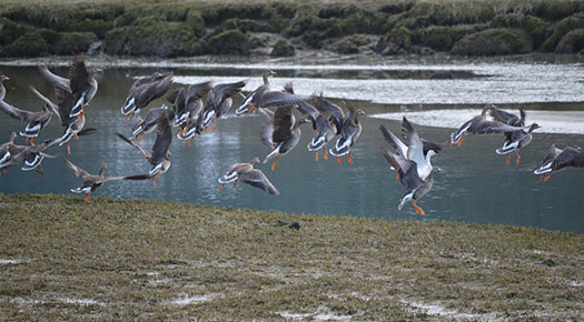 white-fronted geese flying over land and water