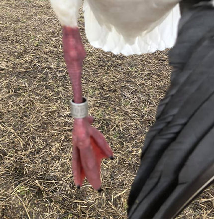tagged snow goose near pinckneyville illinois