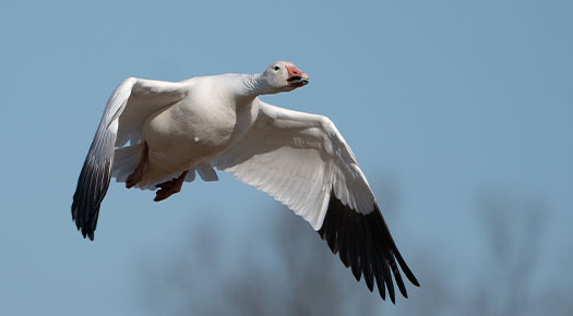 spring snow goose