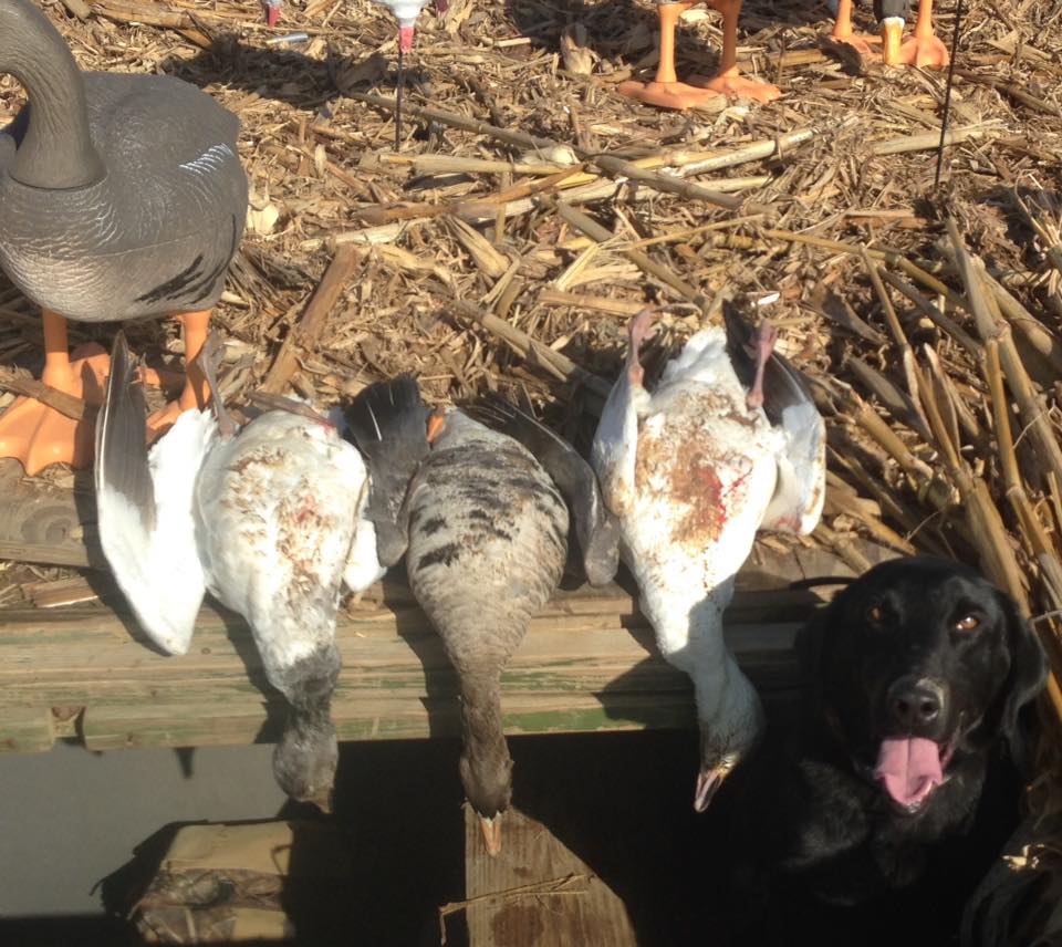 happy labrador next to retrieved geese southern illinois