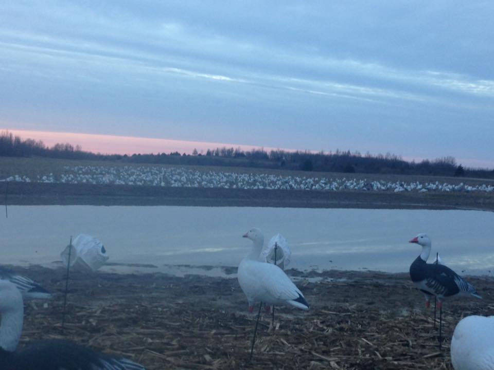 spring snow geese hunting grounds near southern illinois