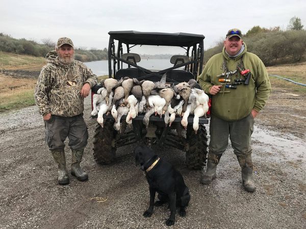 white-fronted goose hunting in southern illinois