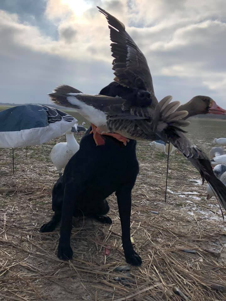 labrador retrieving white-fronted goose in pinckneyville illinois